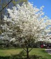 /album/flowering-trees/white-dogwood-jpg/